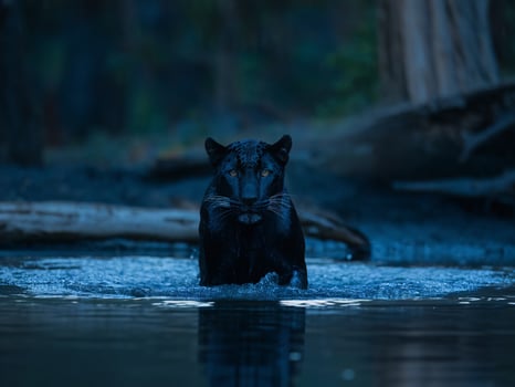 A striking black panther emerging from water, showcasing its powerful presence in a tranquil, shadowy setting. photo