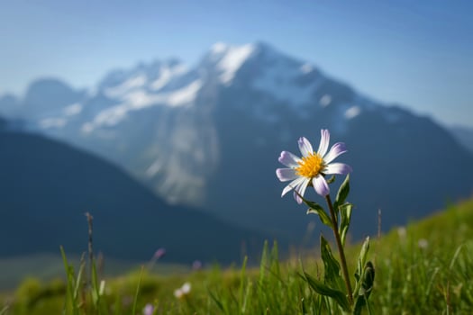 Alpine daisy blooms against majestic snow capped mountain vista photo