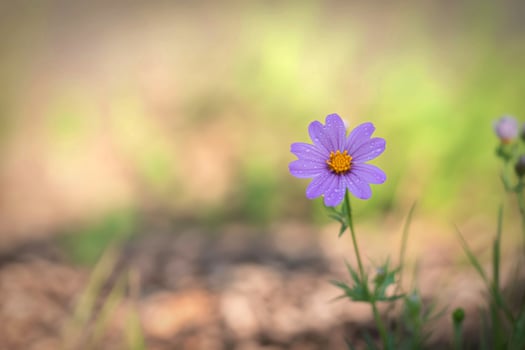 Delicate purple flower blooms in soft focus field photo