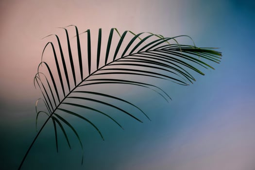 Delicate green palm frond against a softly blended gradient background photo