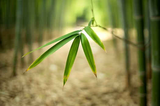 Delicate bamboo leaves swaying in a serene forest photo