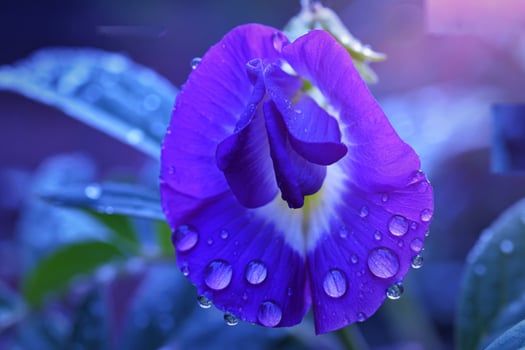 Dew drops adorn a vibrant purple butterfly pea flower photo