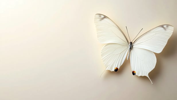 White butterfly on beige background simple clean minimalism overhead photo