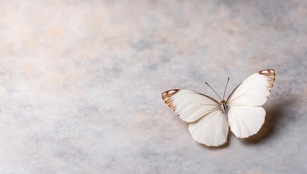 Delicate butterfly on textured background in studio shot overhead view photo