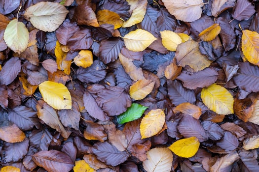 Fallen autumn leaves on ground colorful natural backdrop photo