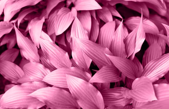 Leafy background. Vibrant pink leaves form dense, lush background, showcasing intricate textures and patterns that evoke sense of natural beauty and tranquility, perfect for creative design projects photo