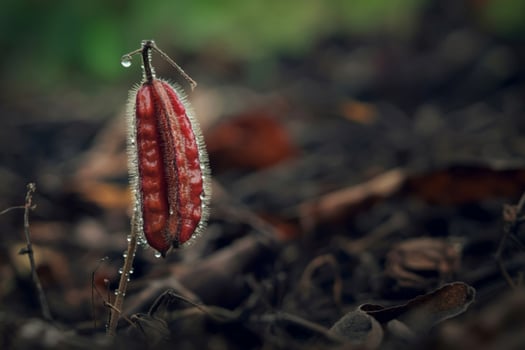 Single red seed pod with dew drops in soft focus garden photo