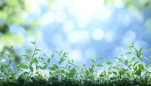 Fresh green plant sprouts with soft bokeh background nature growth concept photo