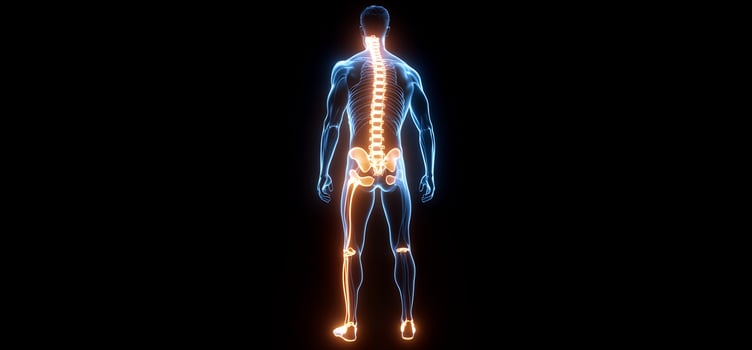 Human anatomy visualization skeleton and spine focus illustration photo