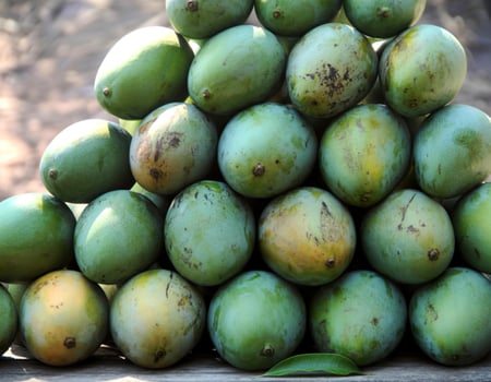 A pile of green mangoes sitting on top of a wooden table photo