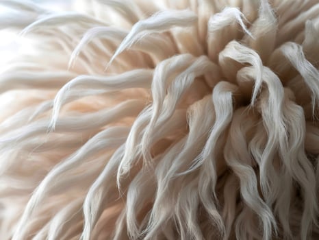 A close up of a fluffy white animal photo