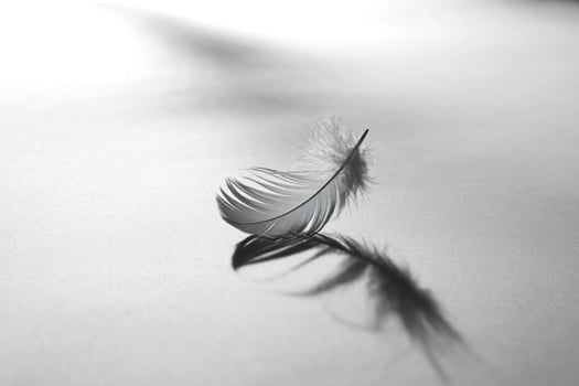 A feather is sitting on a table with a shadow photo
