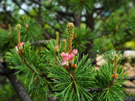 Flowers and new green needles on a branch of a Mugo pine tree, Pinus mugo photo