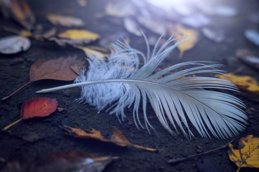 A white feather laying on the ground surrounded by leaves photo