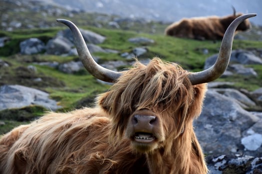 Looking into the Mouth of a Highland Cow photo