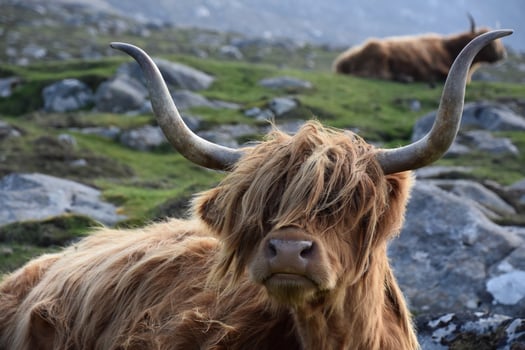 Resting Red Highland Coo with Long Perfect Horns photo
