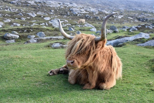 Rocky Landscape with a Shaggy Highland Cow photo