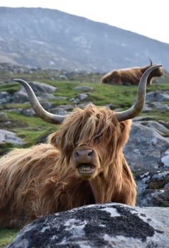 Mooing Highland Cow with his Mouth Partially Open photo