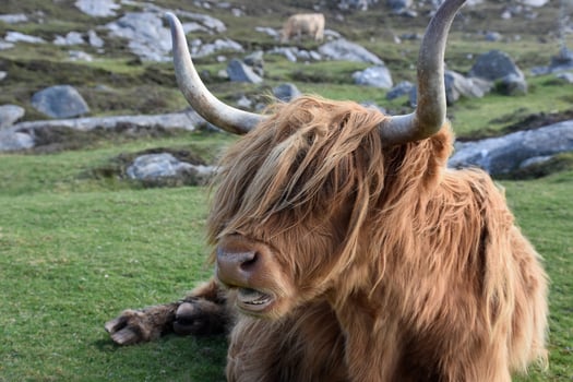 Hairy Coo Chewing with Long Horns in Scotland photo