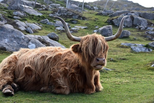 Resting Red Hairy Coo with His Mouth Open photo
