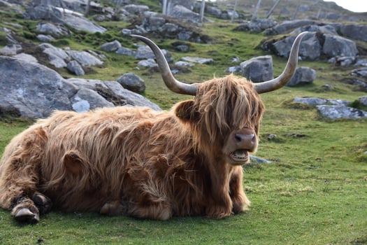 Shaggy Heilan Coo Laying Down in the Spring photo