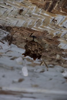 Closeup of a small wasp nest under a white wooden roof photo