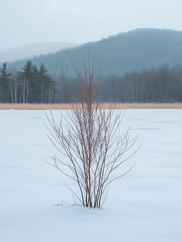 Lone winter tree stands starkly in a snow covered landscape with distant hills. photo