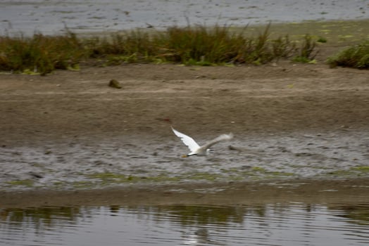 Solitary white egret in the Galician marsh photo