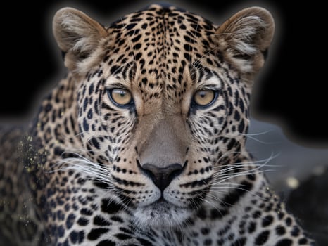 Close-up of a striking leopard with intense eyes, showcasing its distinctive spotted fur against a dark background. photo