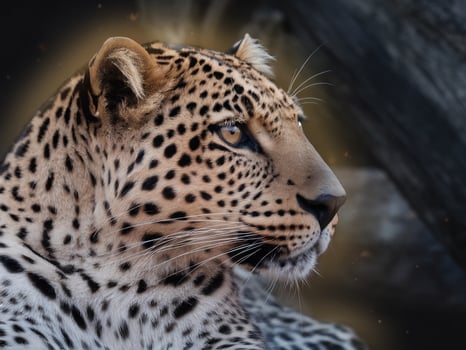 Close-up of a majestic leopard, showcasing its striking spots and intense gaze. photo