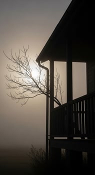 A tree is silhouetted against the sun in the fog photo
