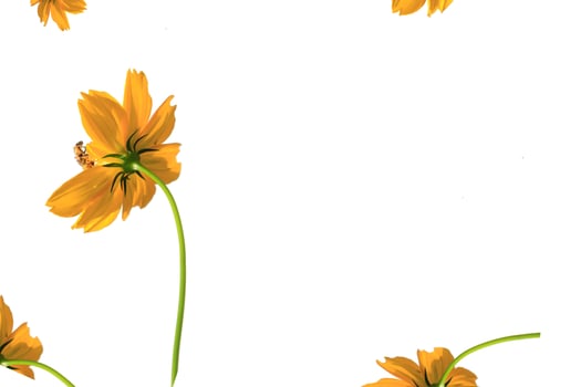 Vibrant yellow and orange floral frames and borders with delicate leaf and butterfly illustrations for a beautiful spring or summer card design photo