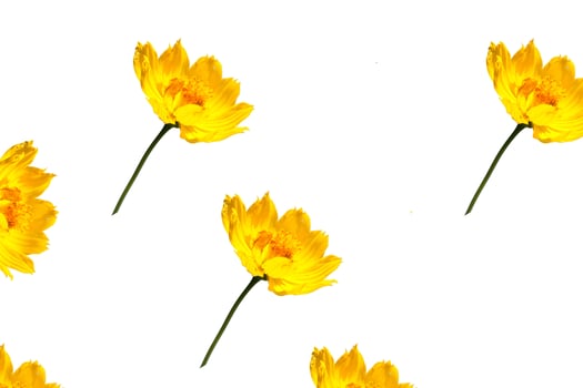 Yellow flowers and red autumn leaves, isolated on a white background, blossom with the beauty of nature's changing seasons photo