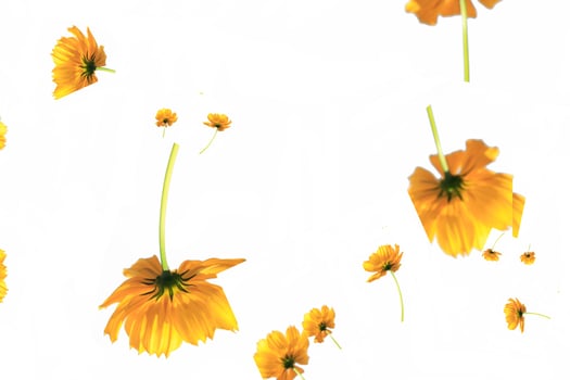 A cheerful floral frame with yellow blossoms and green leaves creates a beautiful spring border design on a white background photo
