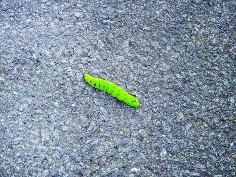 a lime green caterpillar crossing road photo