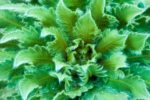 Green leaves abstract background photo