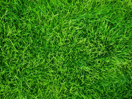 Green grass background photo