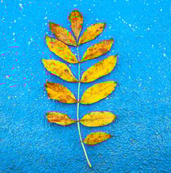 Autumn yellow leaf on blue background photo