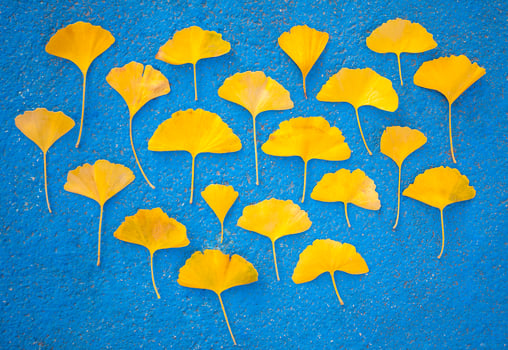 Yellow ginkgo leaves on blue background photo
