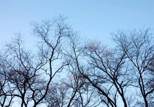 Tree branches silhouette against the blue sky photo