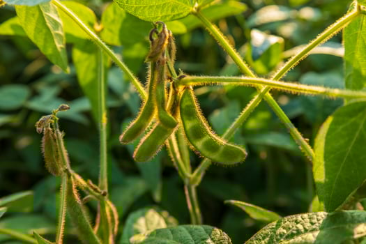 Soybean pods and stems are visible, still on the plant, growing in a field. The sunlight highlights the small hairs on the stems and pods photo