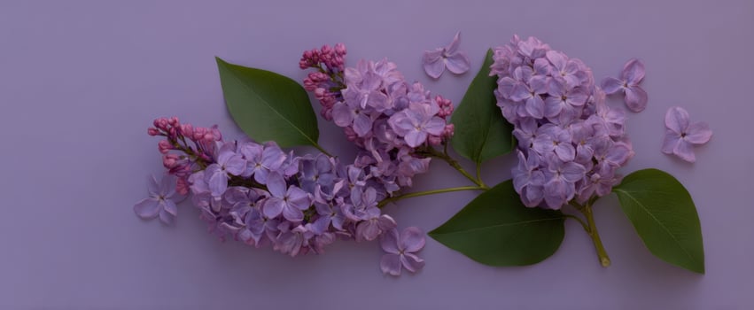 The Lilac Blooms Showcasing Delicate Purples and Greenery Against a Soft Background photo