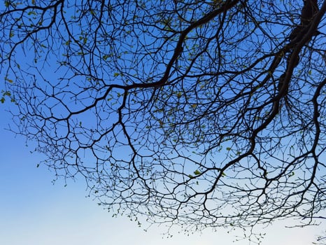 Bare Tree Branches Silhouetted Against a Bright Blue Sky photo