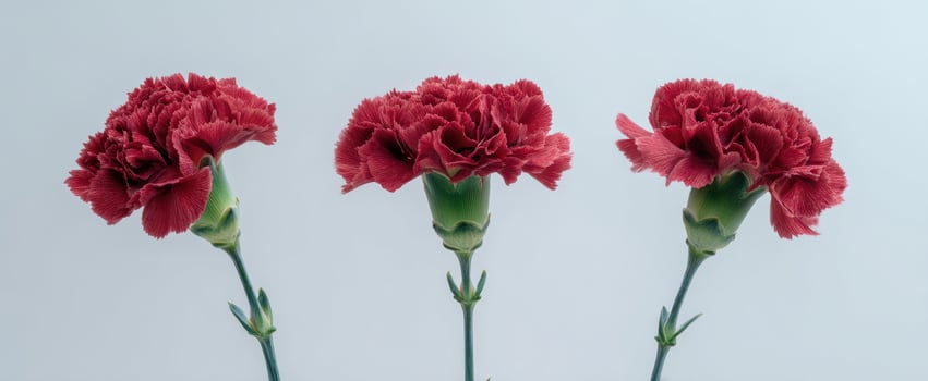 The vibrant red carnations beautifully arranged against a soft background photo