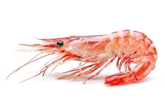 Fresh shrimp on a white background. photo