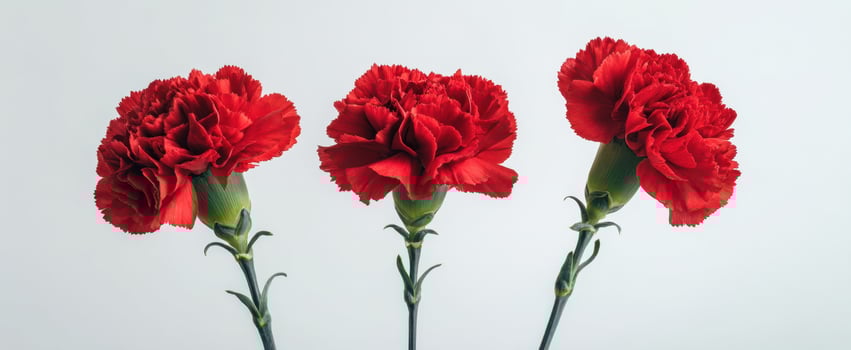 The vibrant red carnations in a stylish arrangement against a minimalist backdrop. photo
