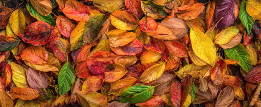 The colorful autumn leaves carpet creating a vibrant seasonal background with rich texture photo