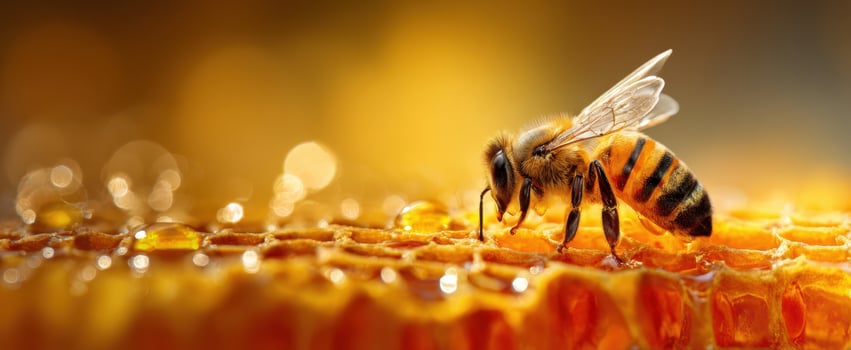 The Honeybee On A Golden Honeycomb Close-Up With Glimmering Nectar Drops In Sunlight photo