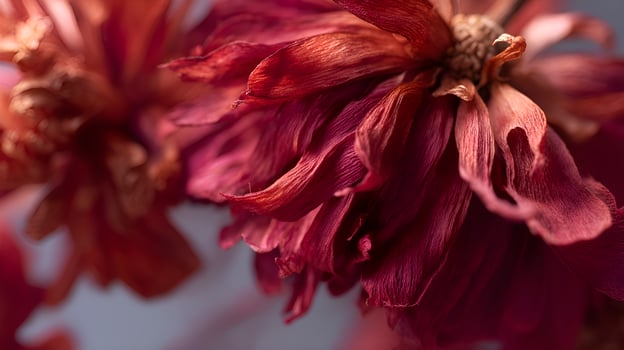 Withered red flowers showing signs of decaying beauty photo