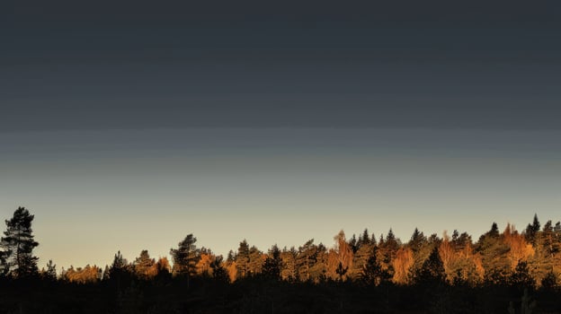 Golden hour forest silhouette landscape with gradient sky and evergreen trees photo